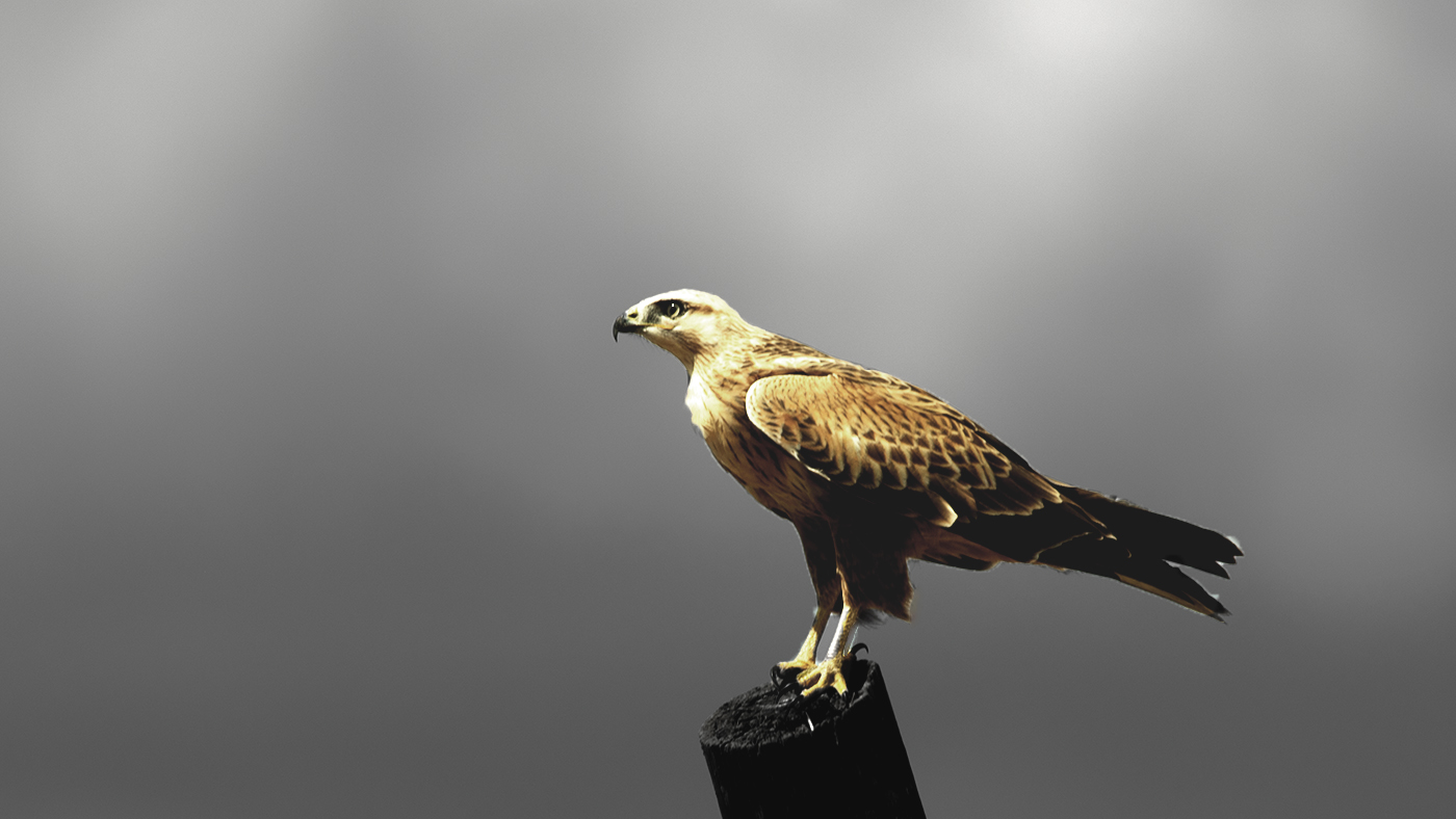 Long-legged Buzzard